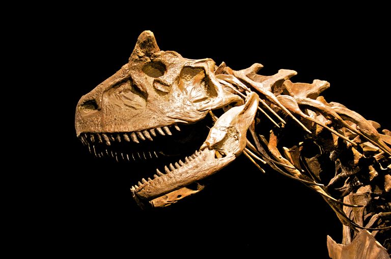 10 Facts About Carnotaurus