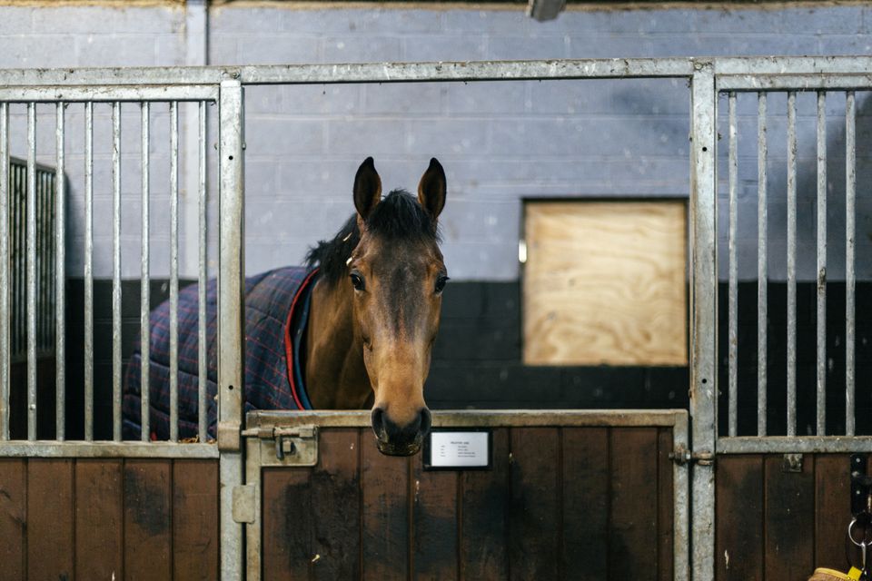 Choosing Blankets, Sheets and Rugs for Your Horse