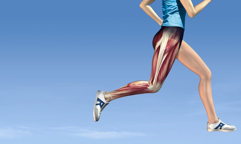 Leg muscles in running, artwork
