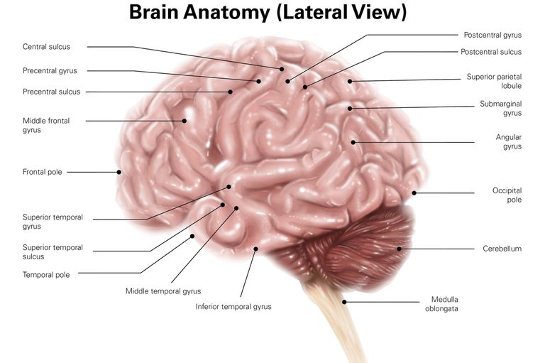 Human Brain Lateral View