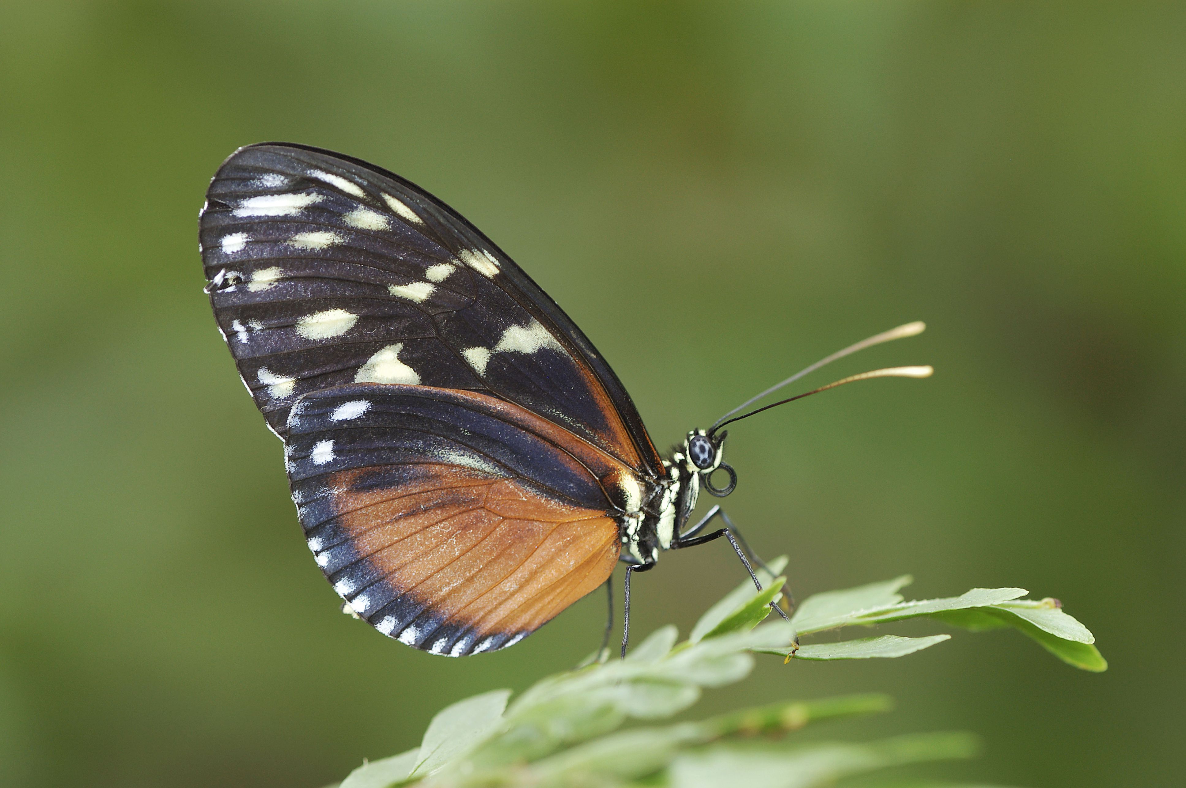 insect-mimicry-top-10-masters-of-disguise-insects-mimicry