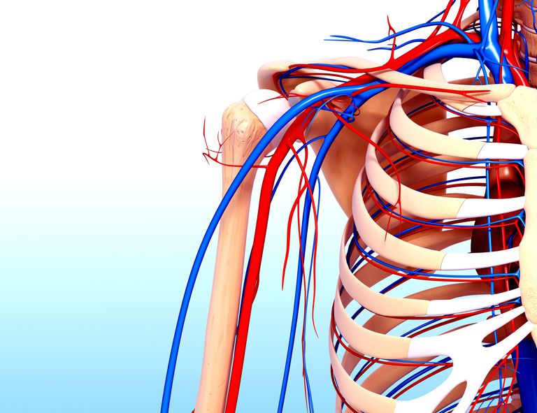 is-deoxygenated-human-blood-blue