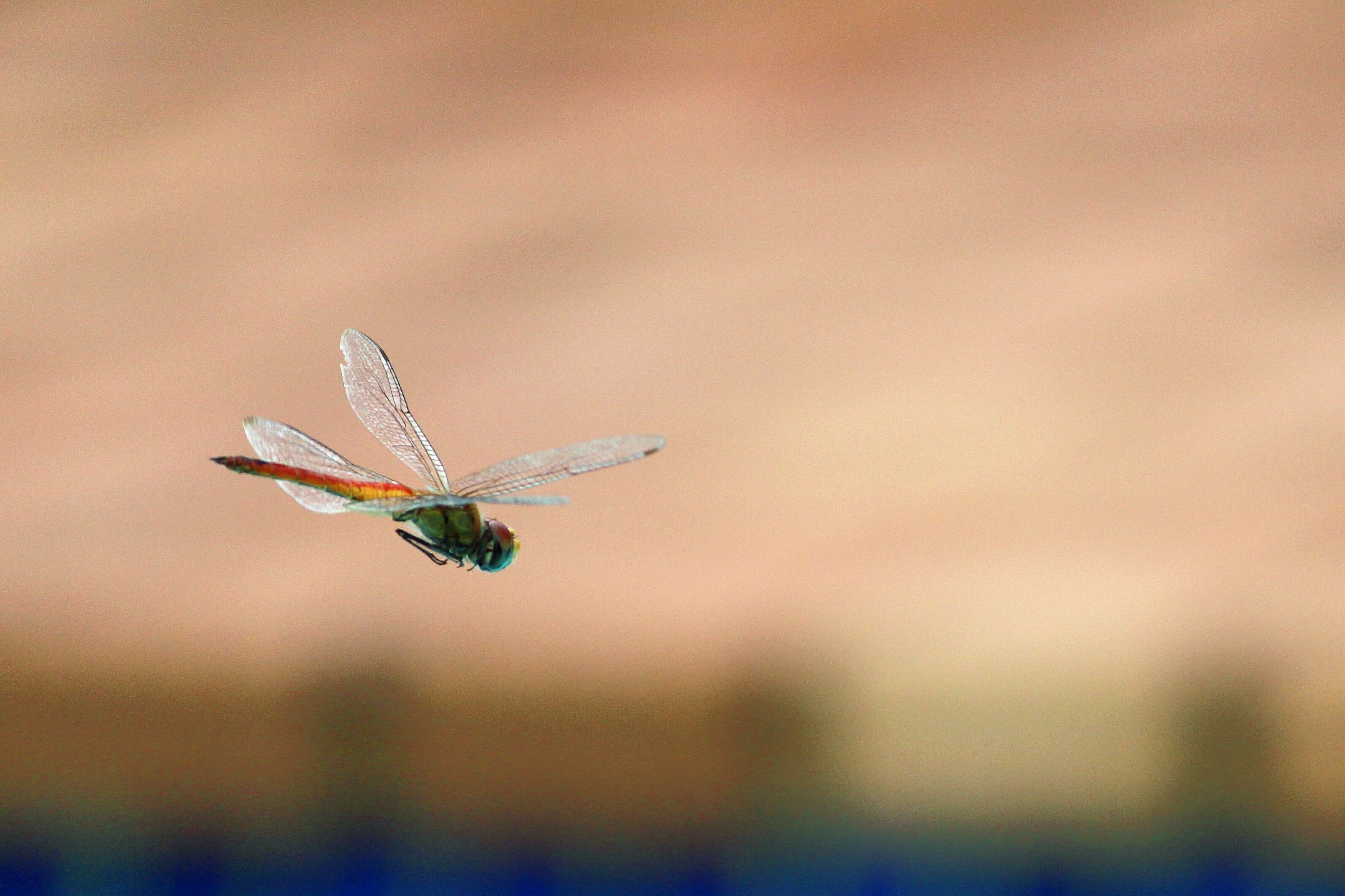 How Insects Fly