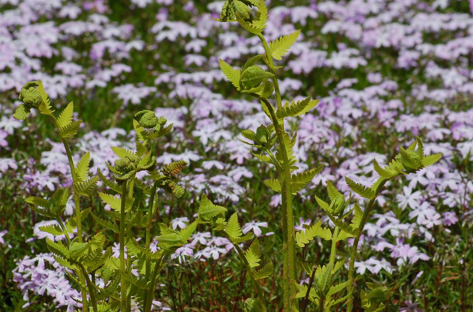 Ground cover plants new england information