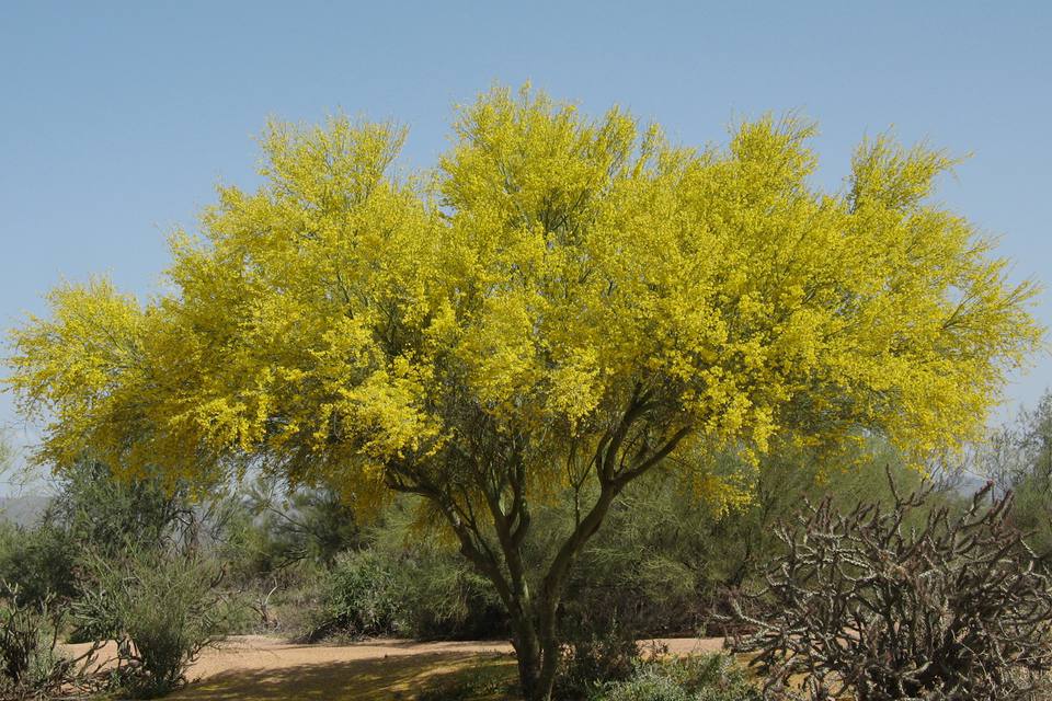 Palo Verde is the Arizona State Tree