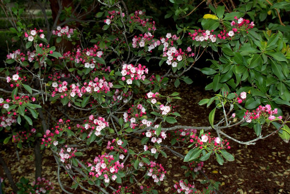 Allegheny Chinkapin (Castanea pumila ), a North Carolina Shrub