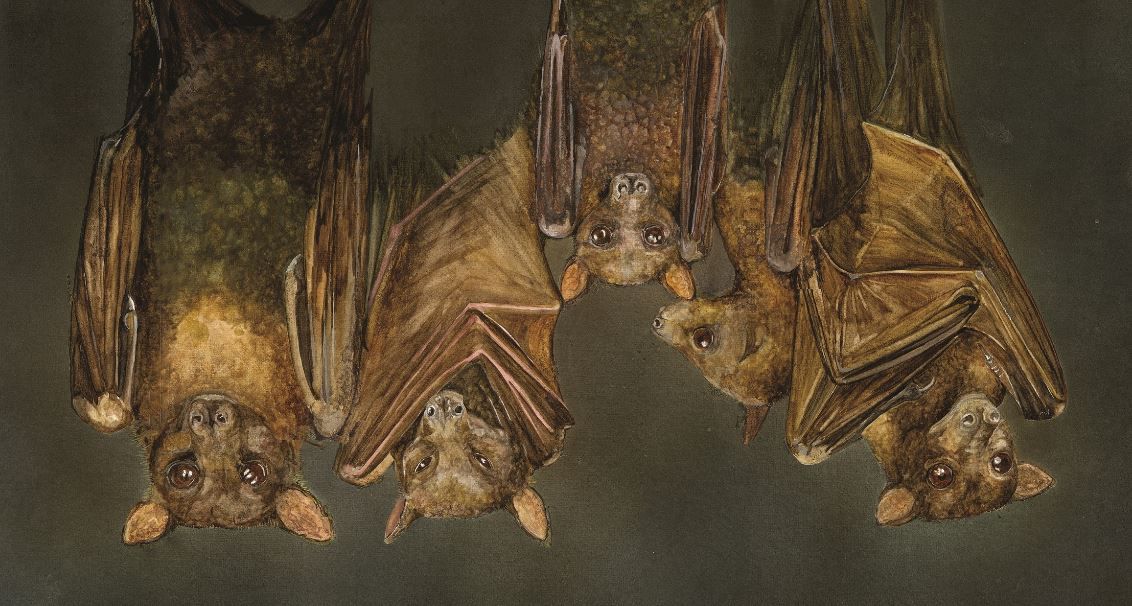 Artist Captures Beauty of Australias Wildlife