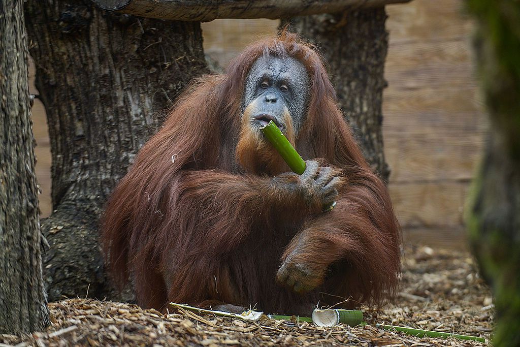 10 Facts About Orangutans