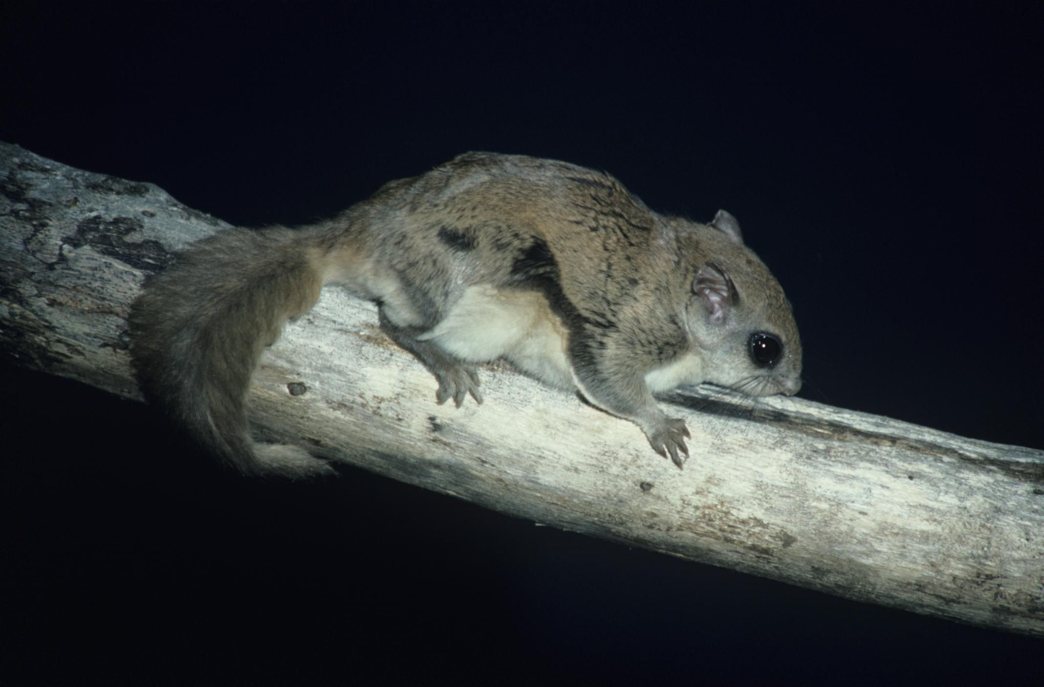 southern flying squirrel