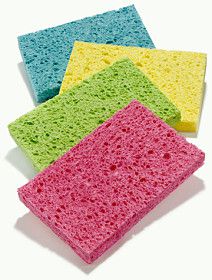 which sponge can move water through its body faster