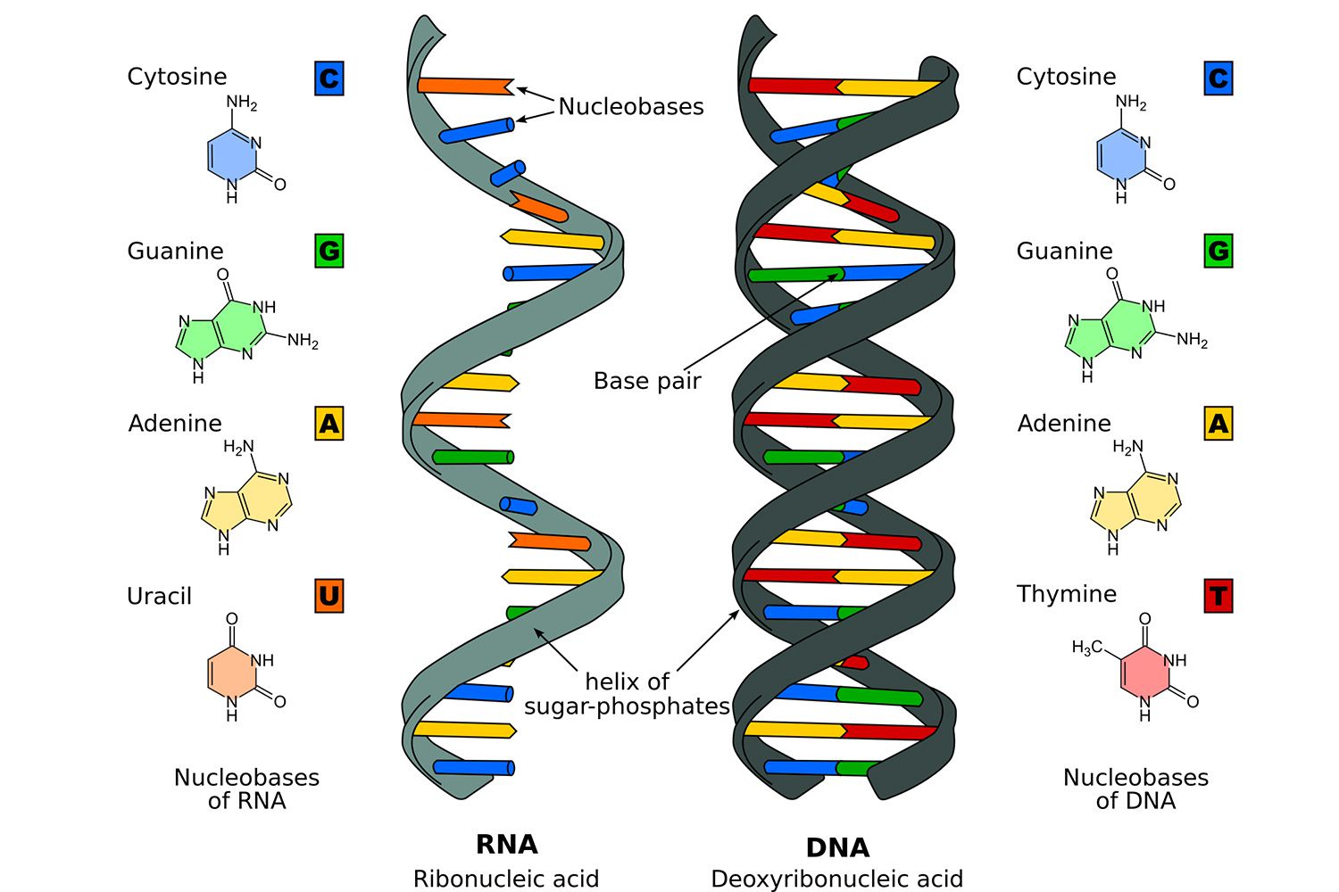 Hasil gambar untuk dna dan rna