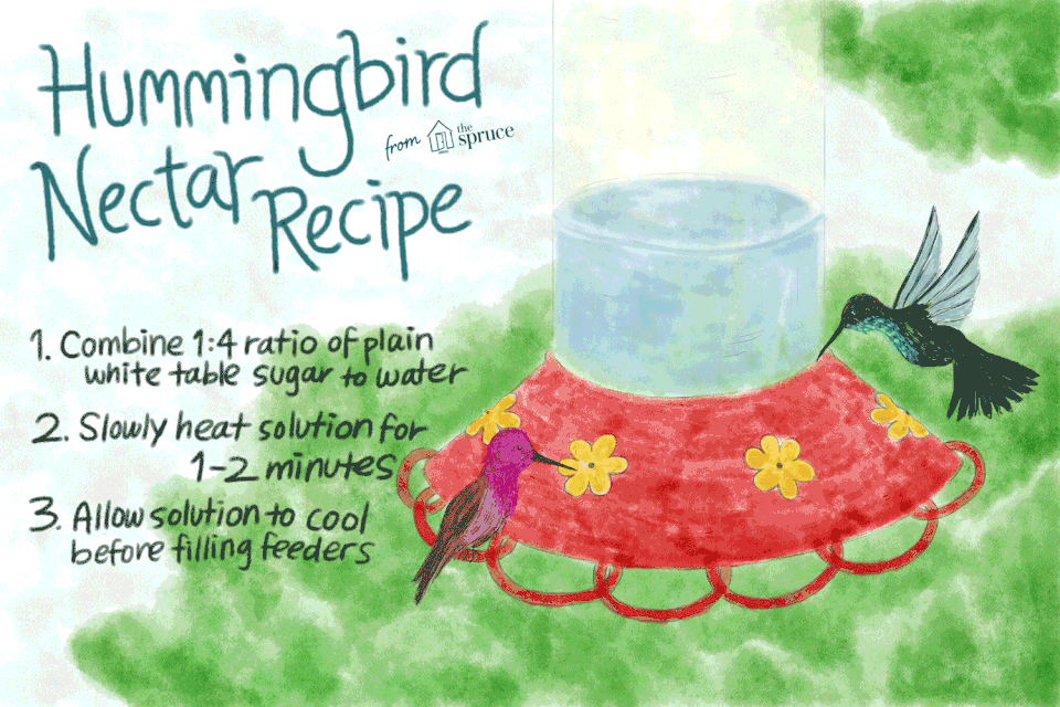 hummingbird food ratio of sugar to water