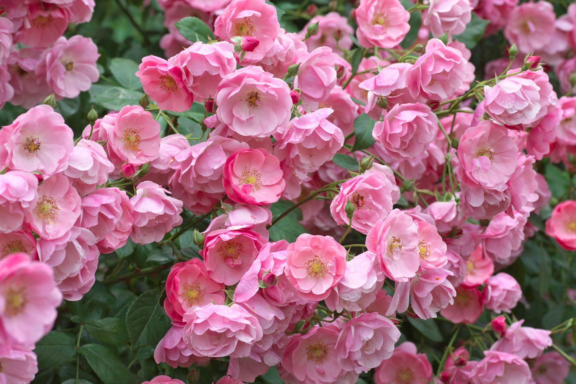 Pruning and Training Climbing Roses Step by Step