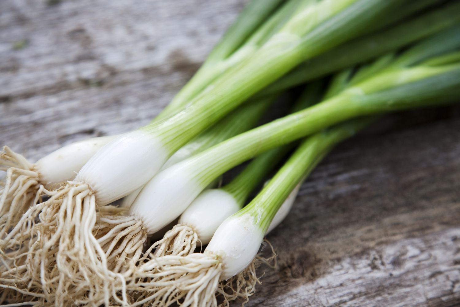 carbs-and-nutritional-info-for-green-onions-and-scallions