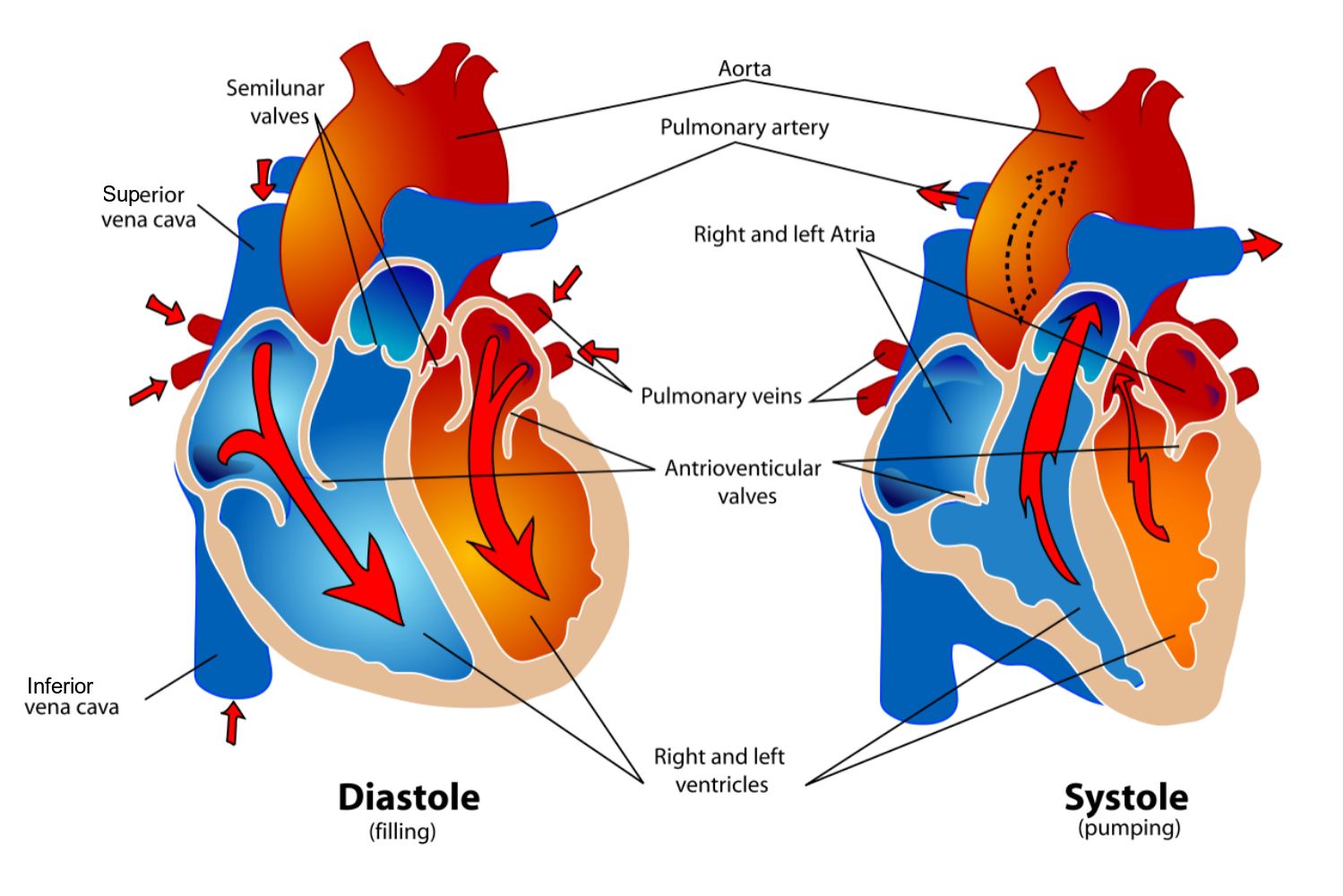 Phases of the Cardiac Cycle When the Heart Beats