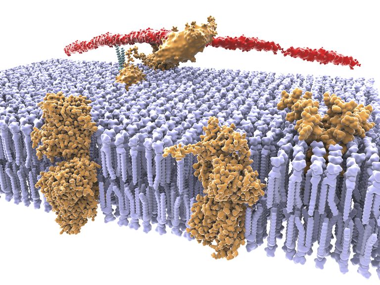 selectively-permeable-definition-and-examples