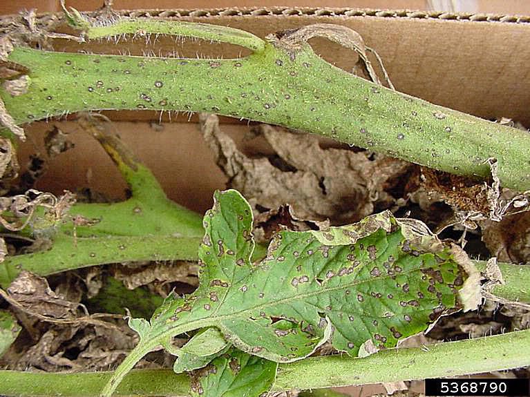 Common Tomato Plant Diseases