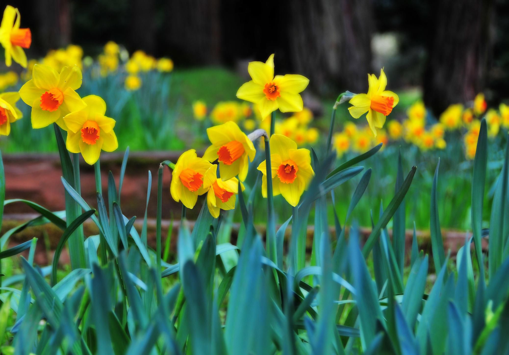 Planting and Growing Daffodils