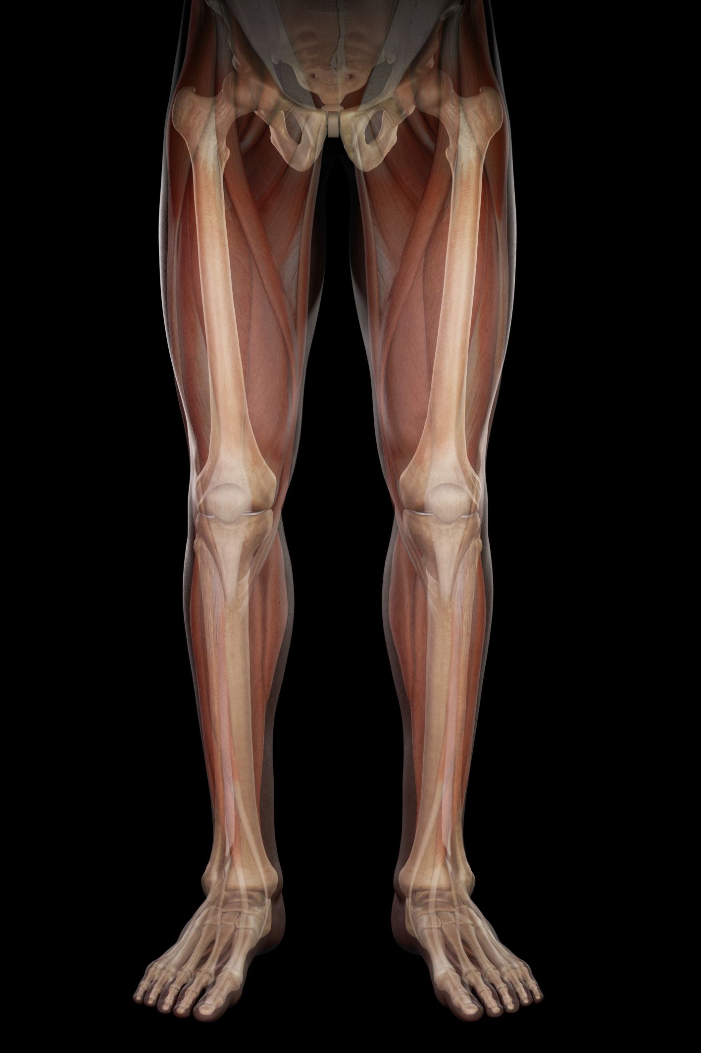 Definition Of The Lower Extremity