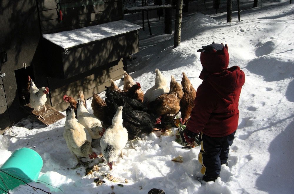 Chickens Outperform Toddlers in Math Tests