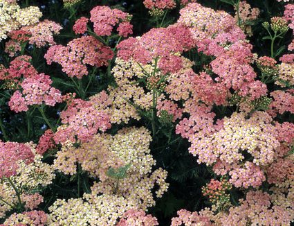 Top 15 Fall Blooming Flowers for a Perennial Garden