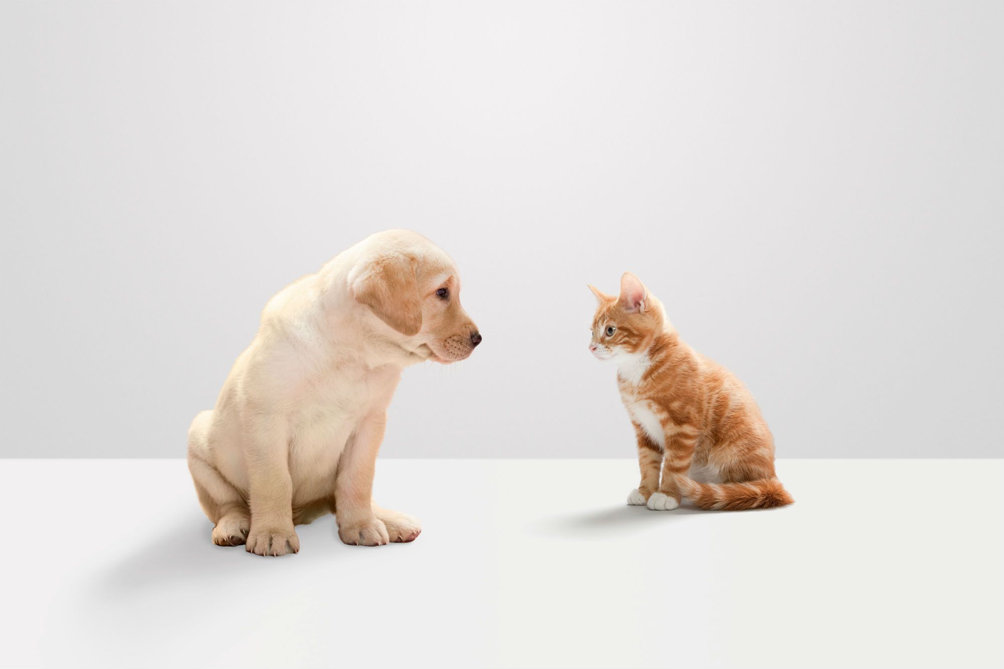 Kittens vs Puppies: 10 Reasons Puppies Are Better