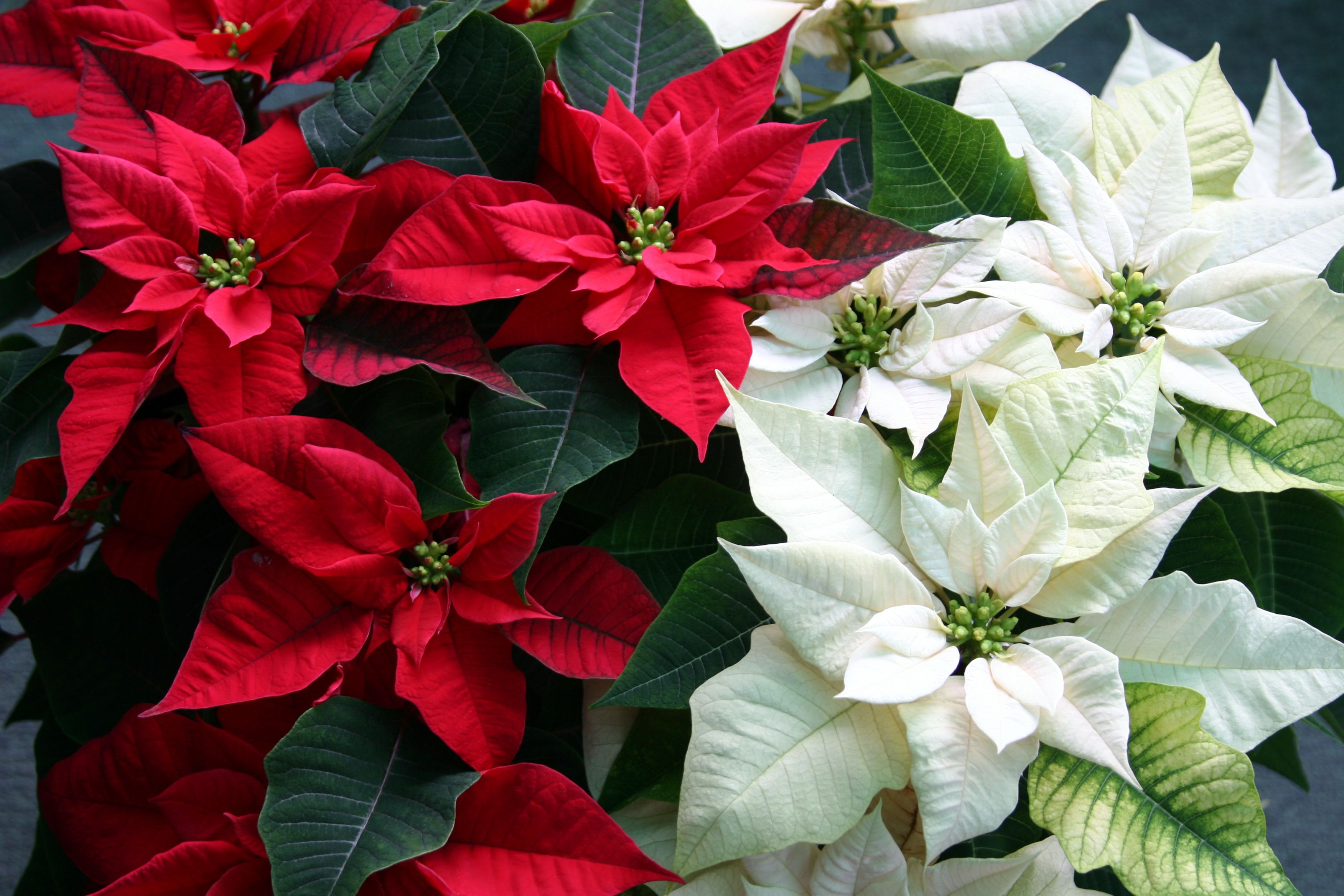 Caring for Holiday Poinsettia Plants