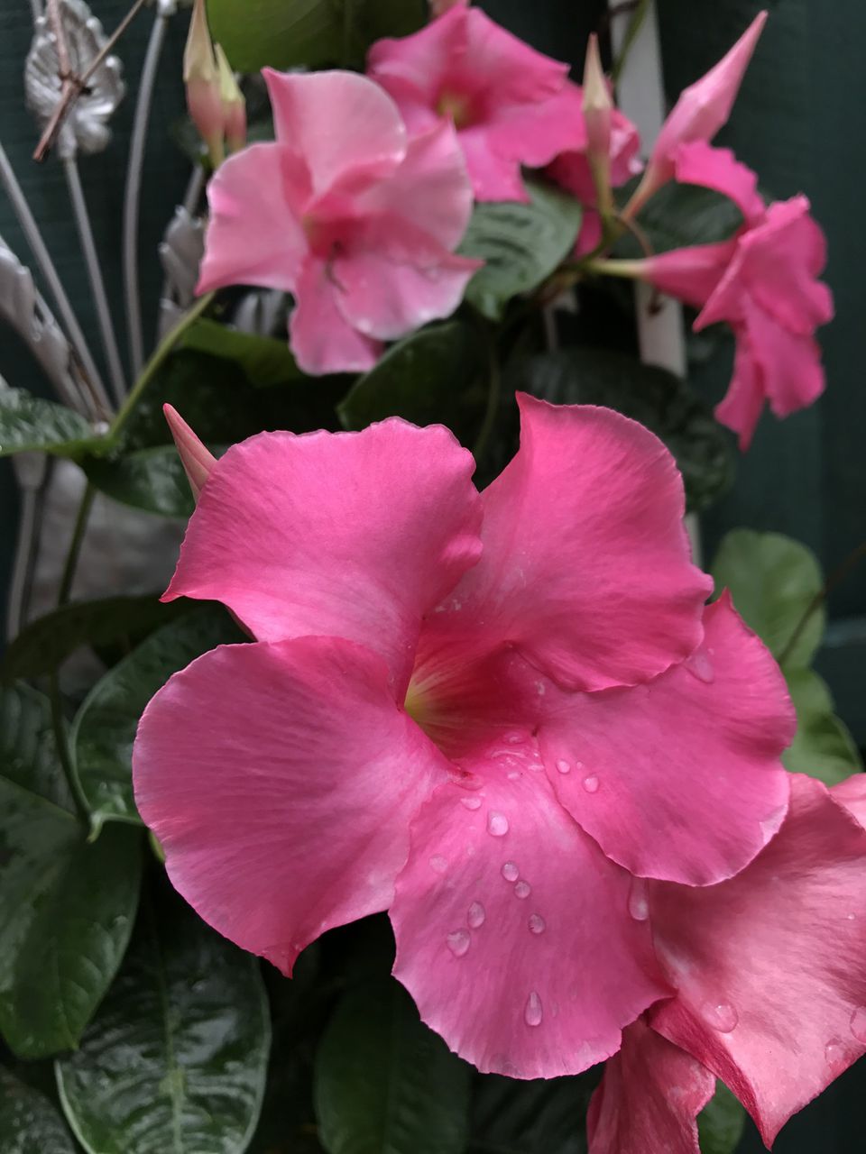 Growing Dipladenia and Mandevillas in Containers