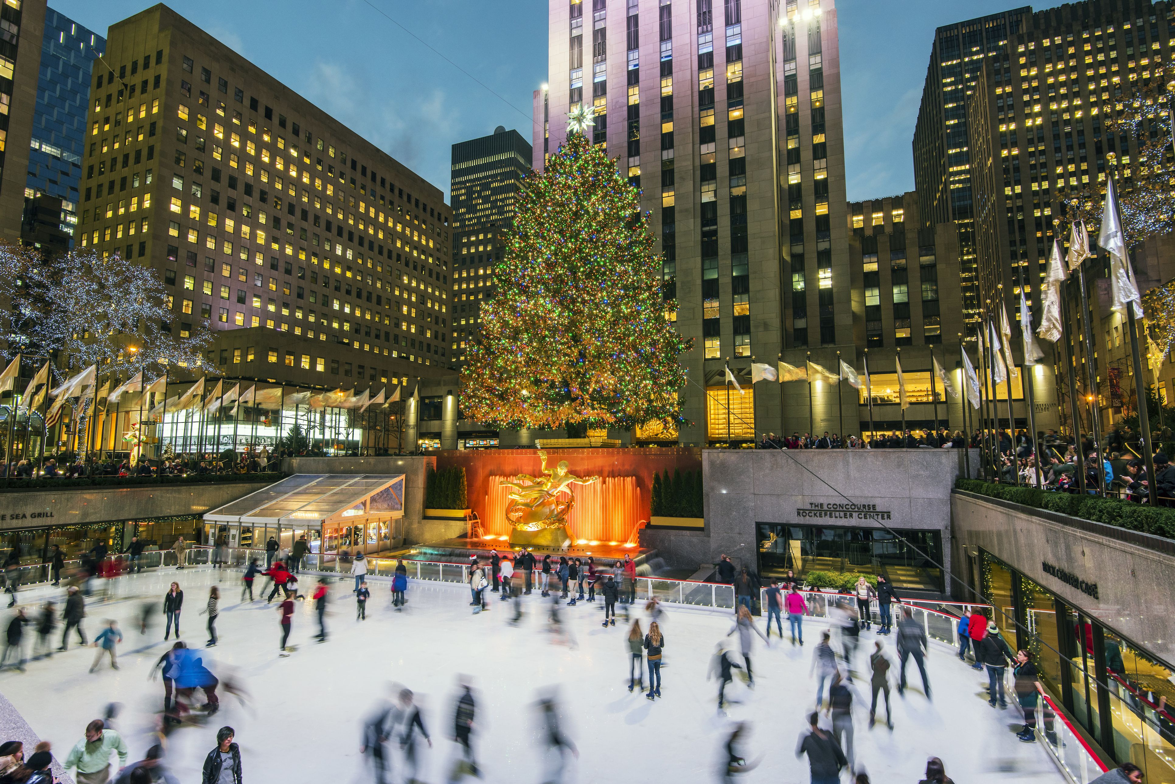 Christmas Trees In Nyc 