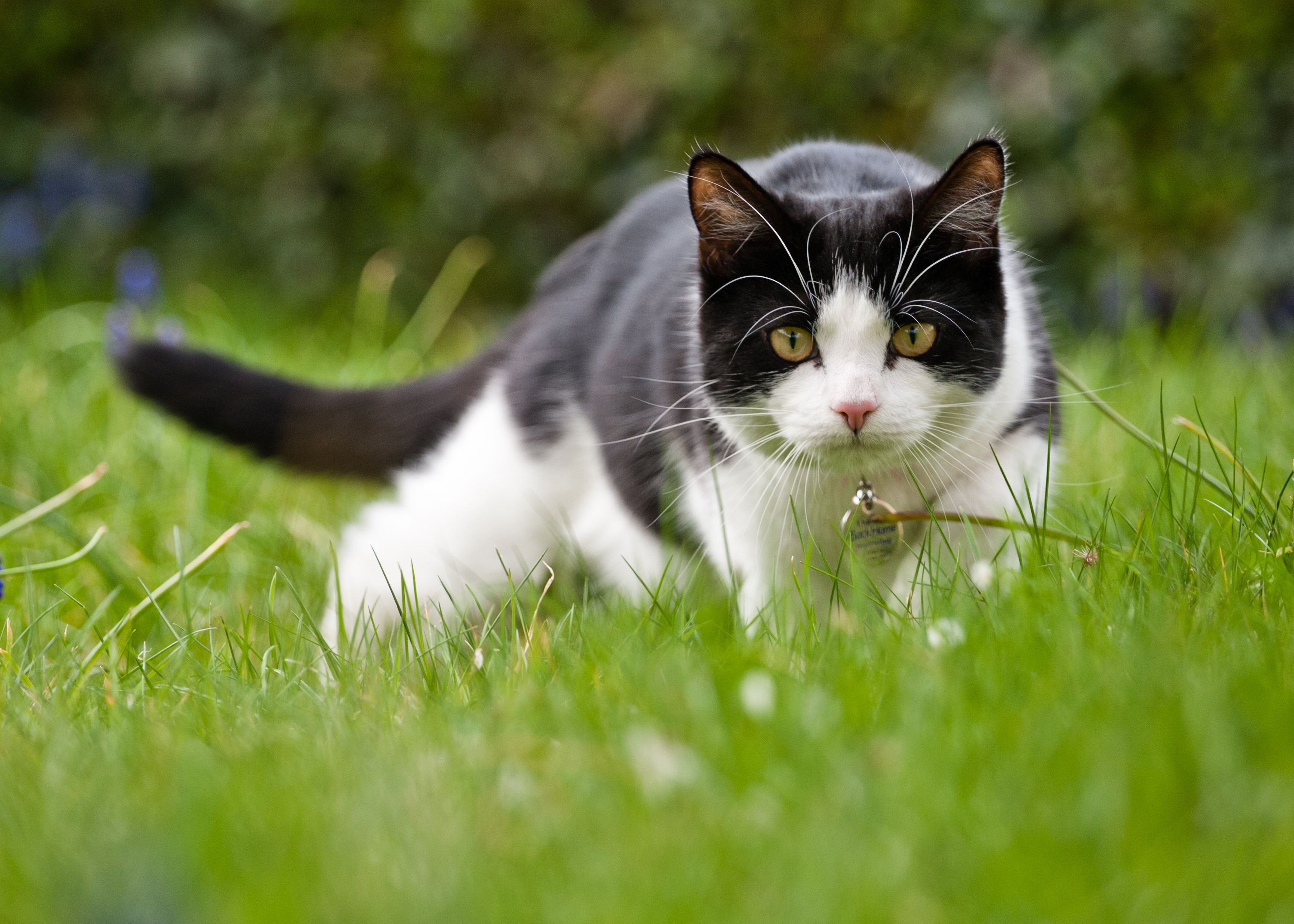 5 Types of Cat Owners