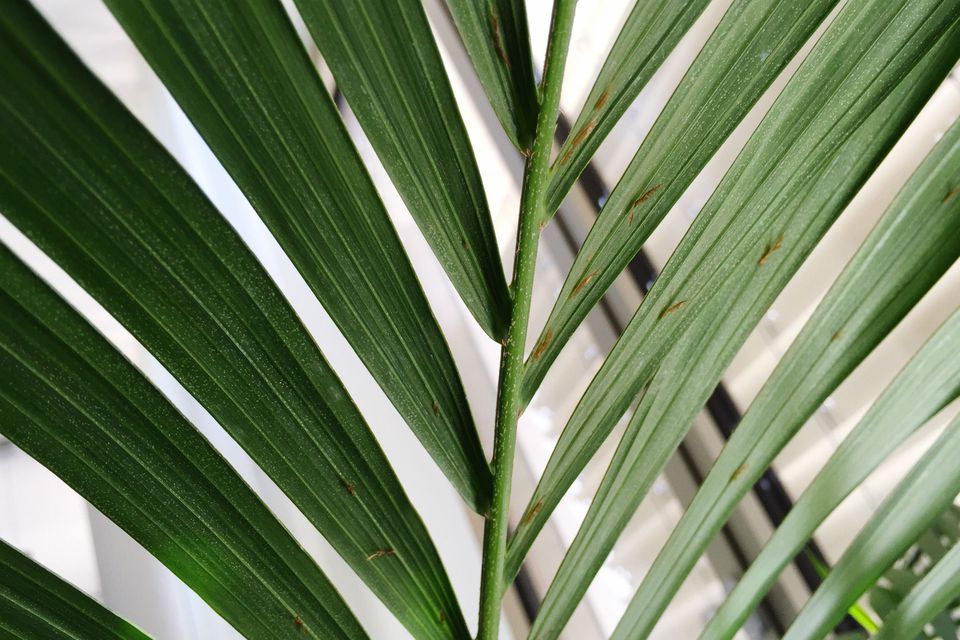 How to Grow Palm Trees Indoors