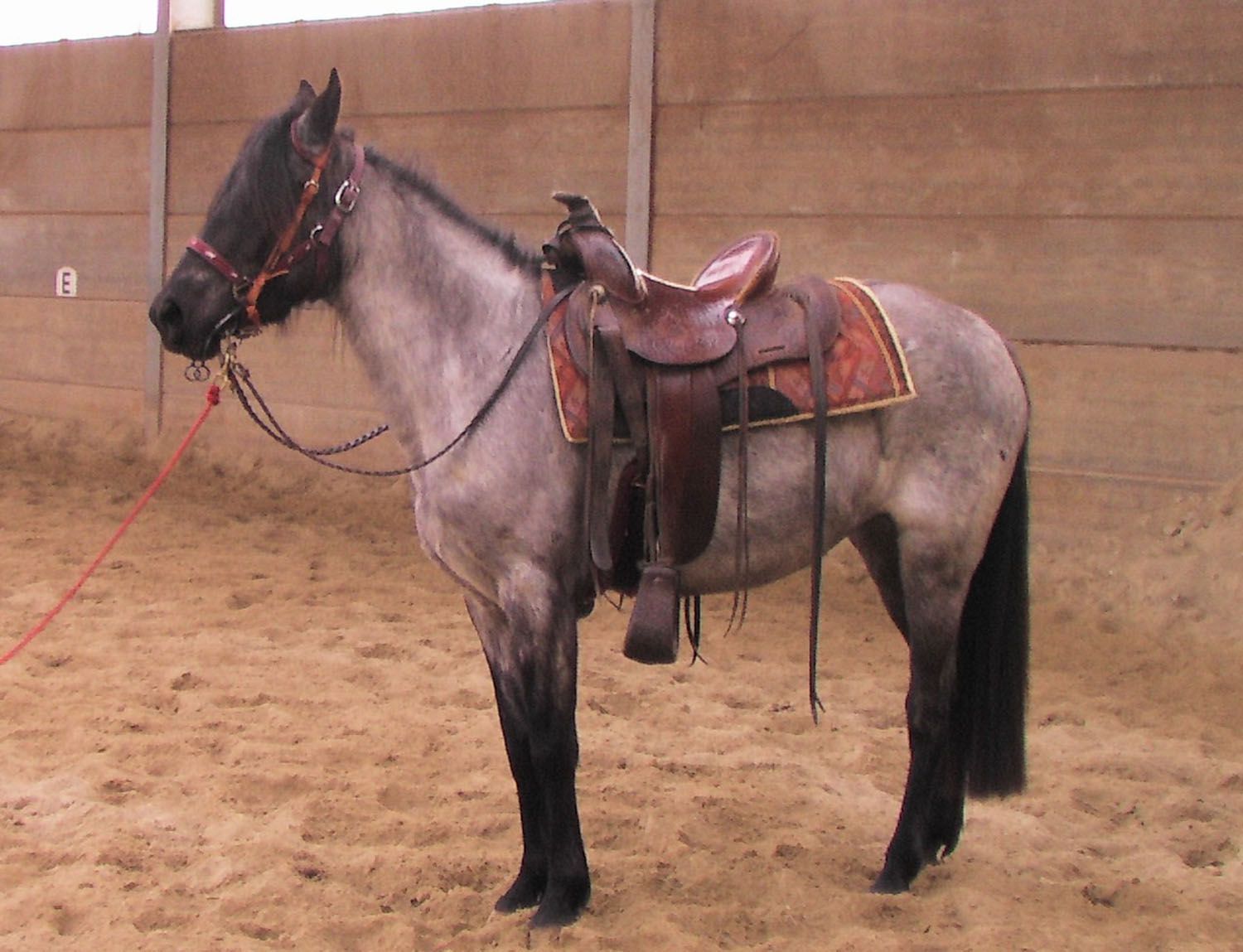 Kentucky Mountain Saddle Horse Profile