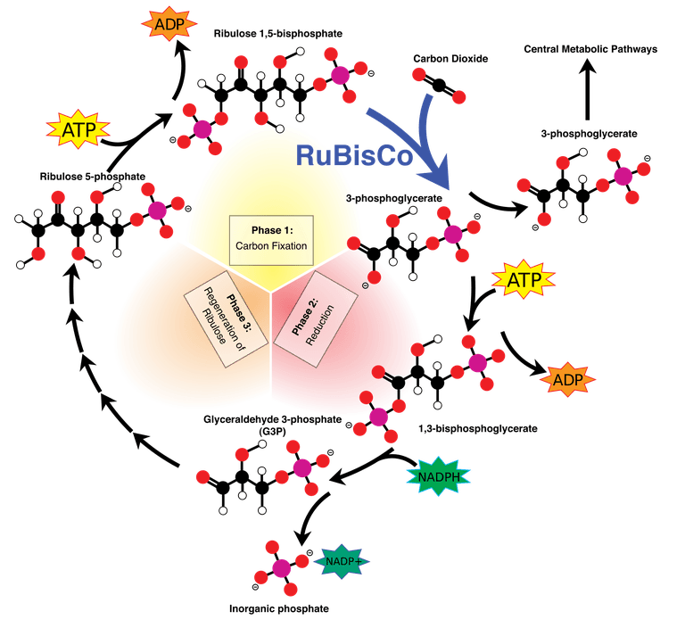 All About The Calvin Cycle Diagram And Explanation