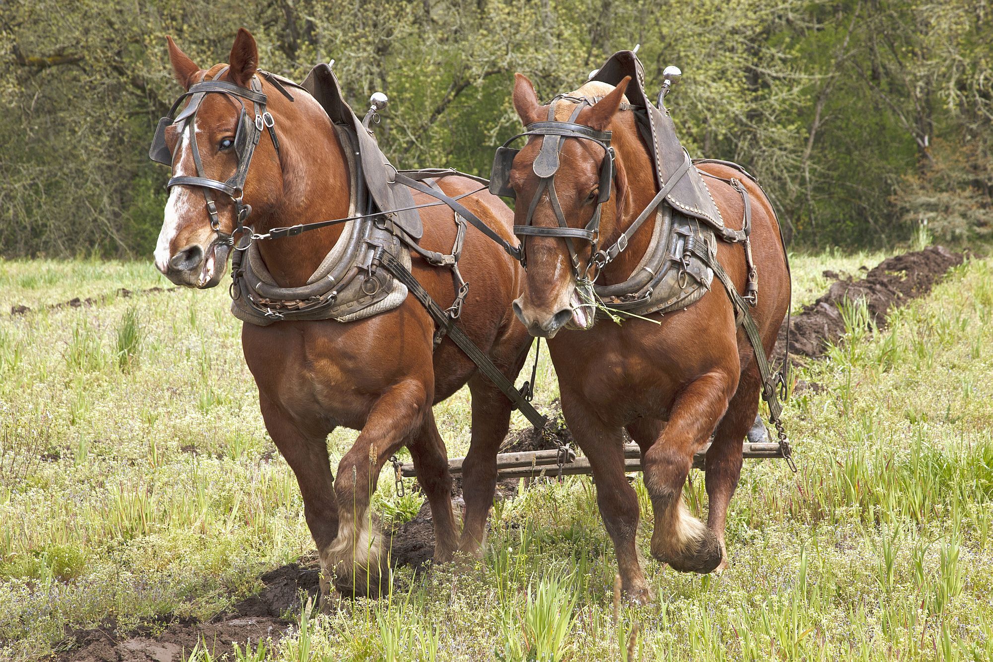 Most Popular Horse Breeds and Types