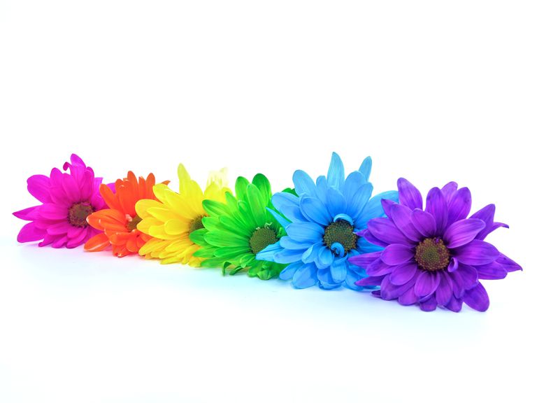 rainbow daisies 487382881 57f11cda5f9b586c35fae74e