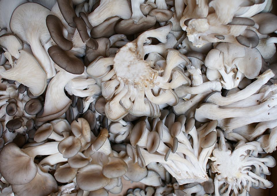 Types of Mushrooms - Guide to Cultivated Mushrooms