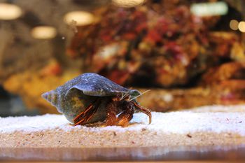 What Do Hermit Crabs Eat Every Day?