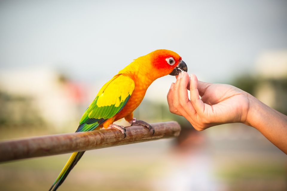 Here Are the Top Reasons Birds Make Good Pets