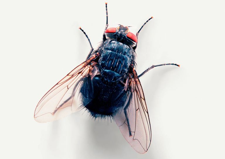 10 Fascinating Facts About House Flies