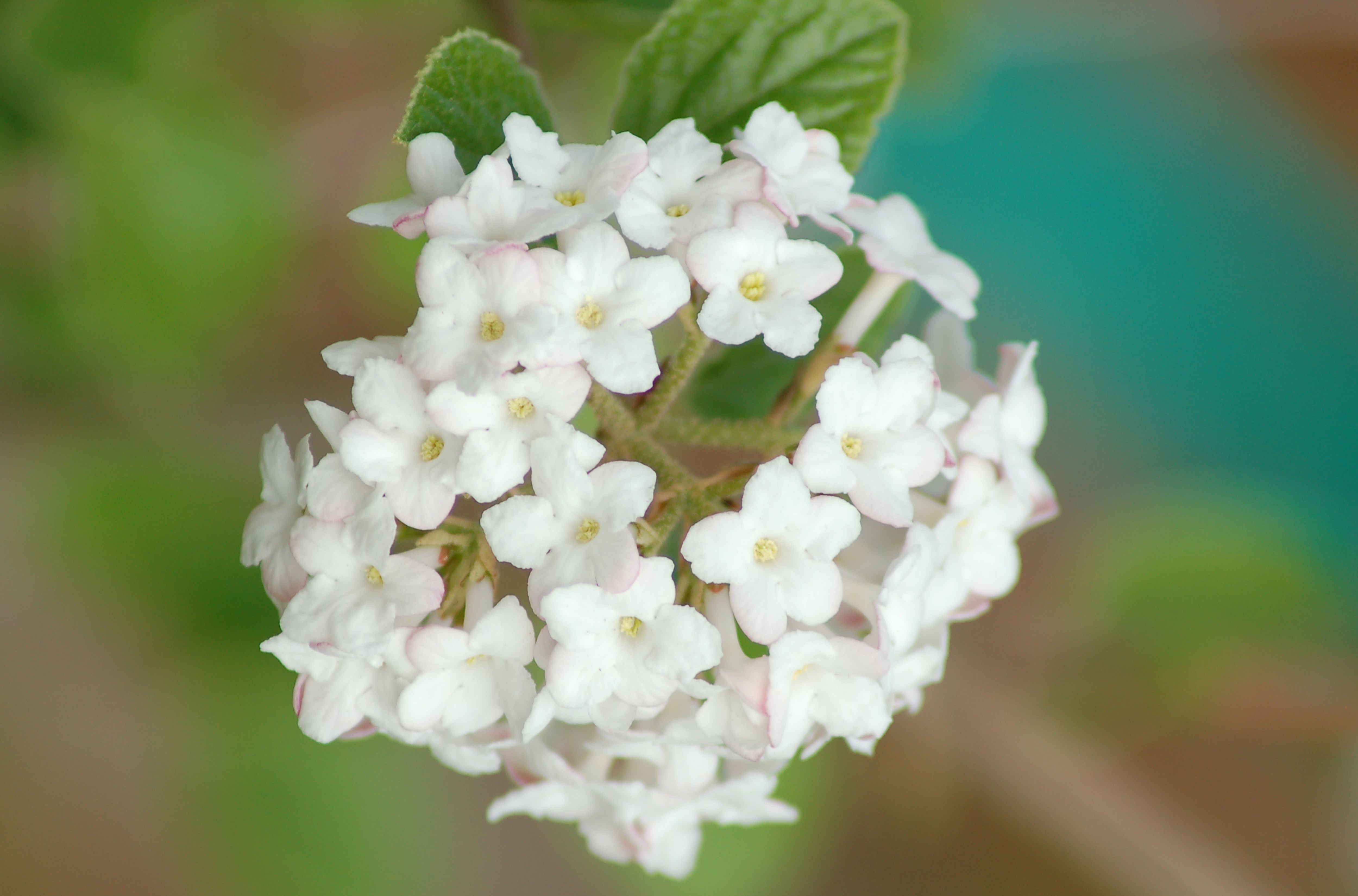 korean-spice-viburnum-shrub-the-fragrant-spicebush