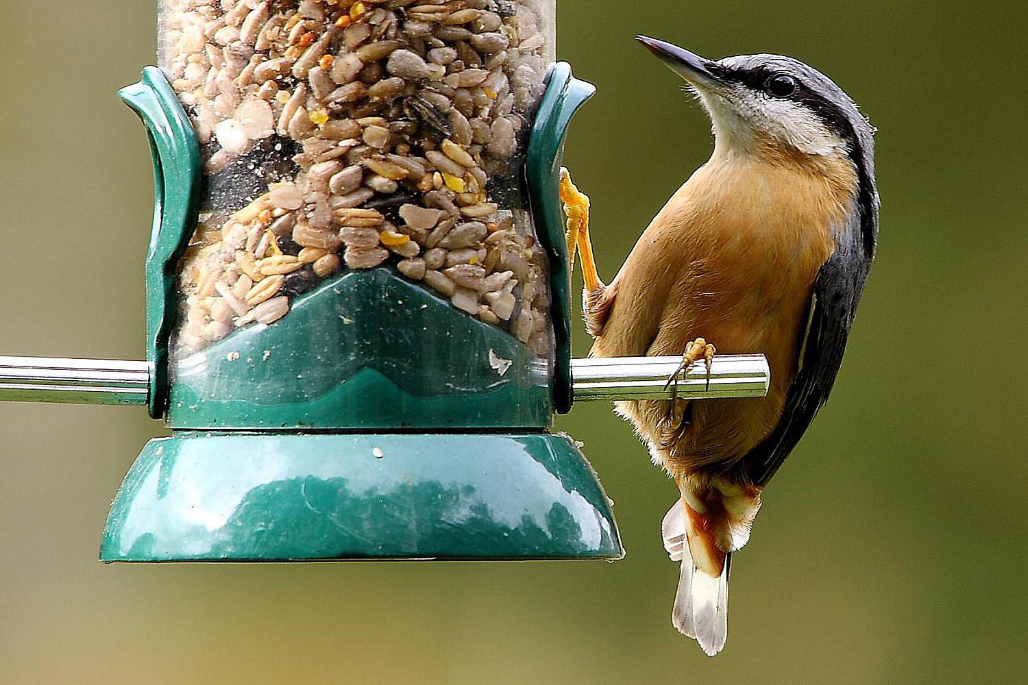 How to Attract New Birds to Your Backyard