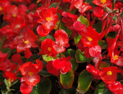 Growing Angel Wing Begonias