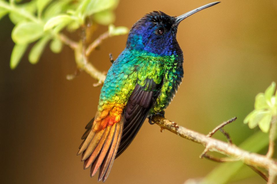 25 Crazy Facts About Hummingbirds 