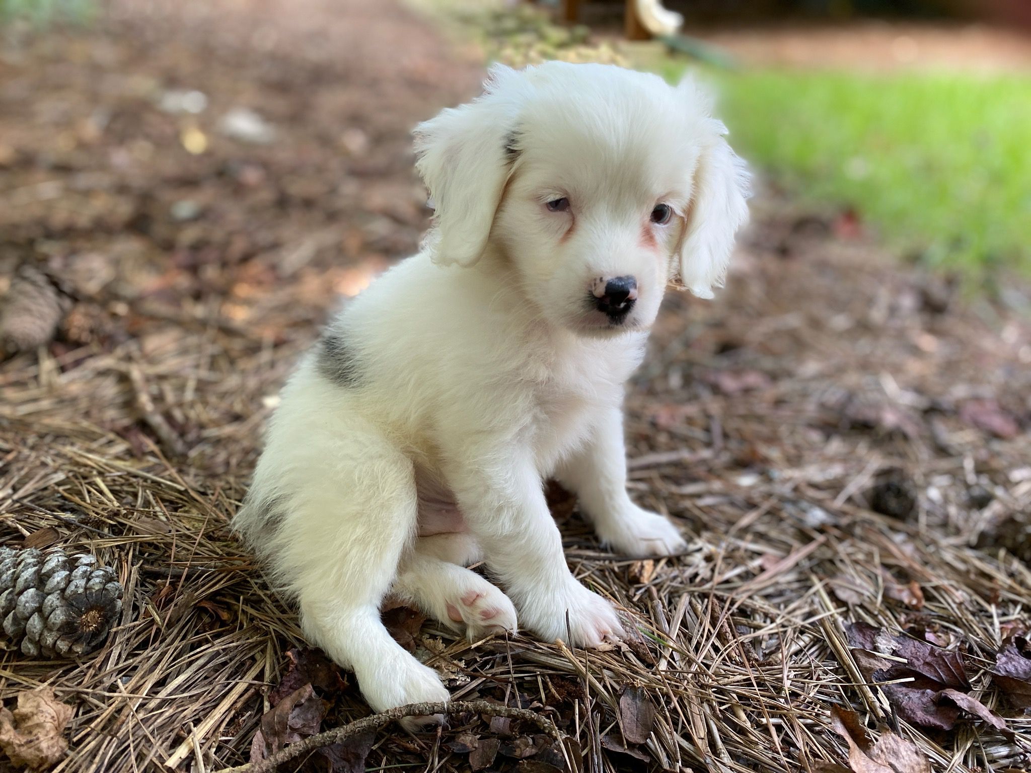 Fostering Puppies During the Pandemic