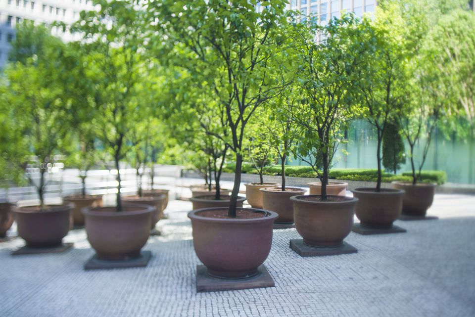 Growing Trees and Shrubs in PotsThe Basics