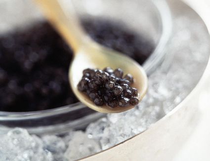 caviar scallops kaviar etiquette thespruceeats telur ternak pakan sampai sempat tahapan termahal utensils