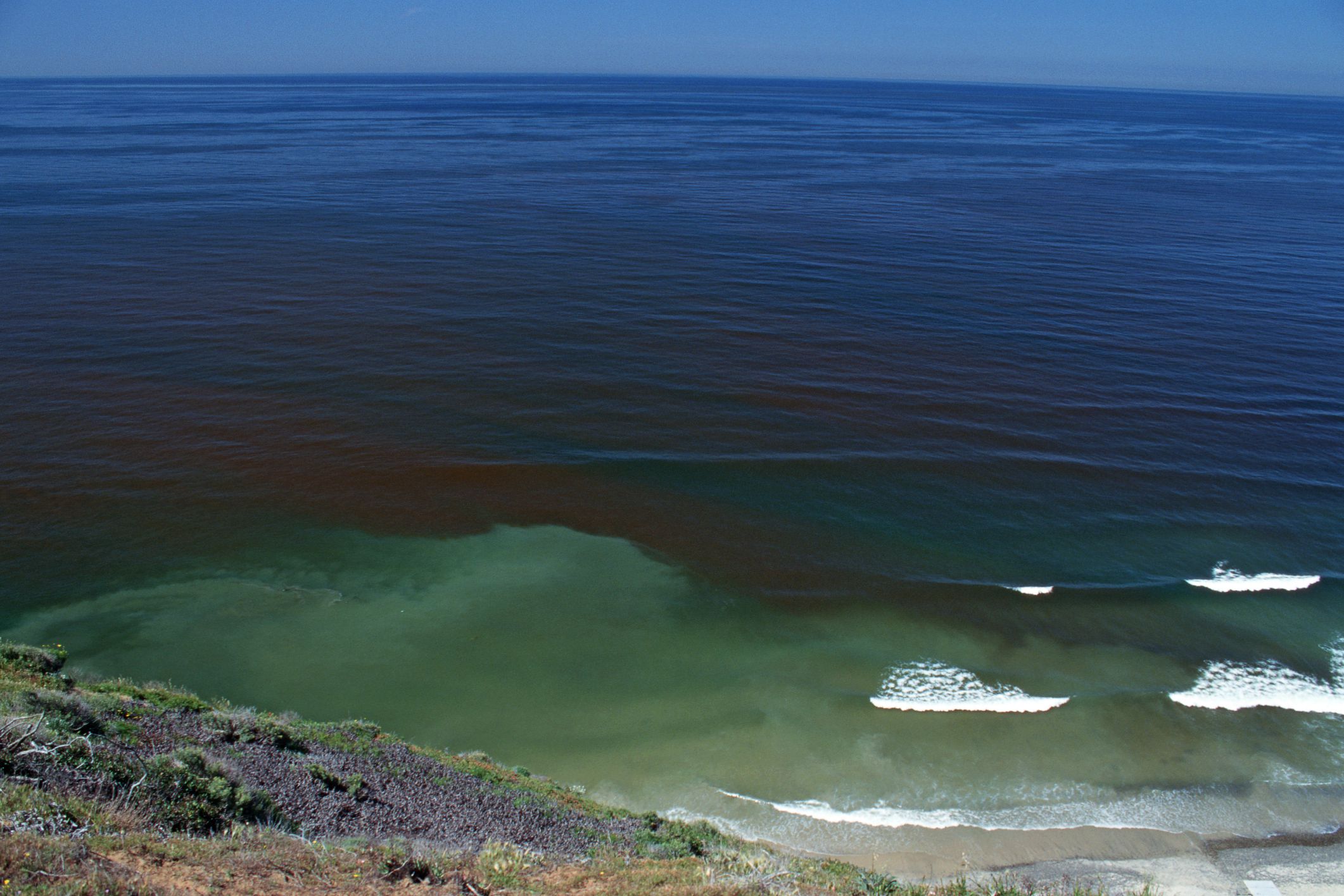 Red Tides and Other Harmful Algae Blooms