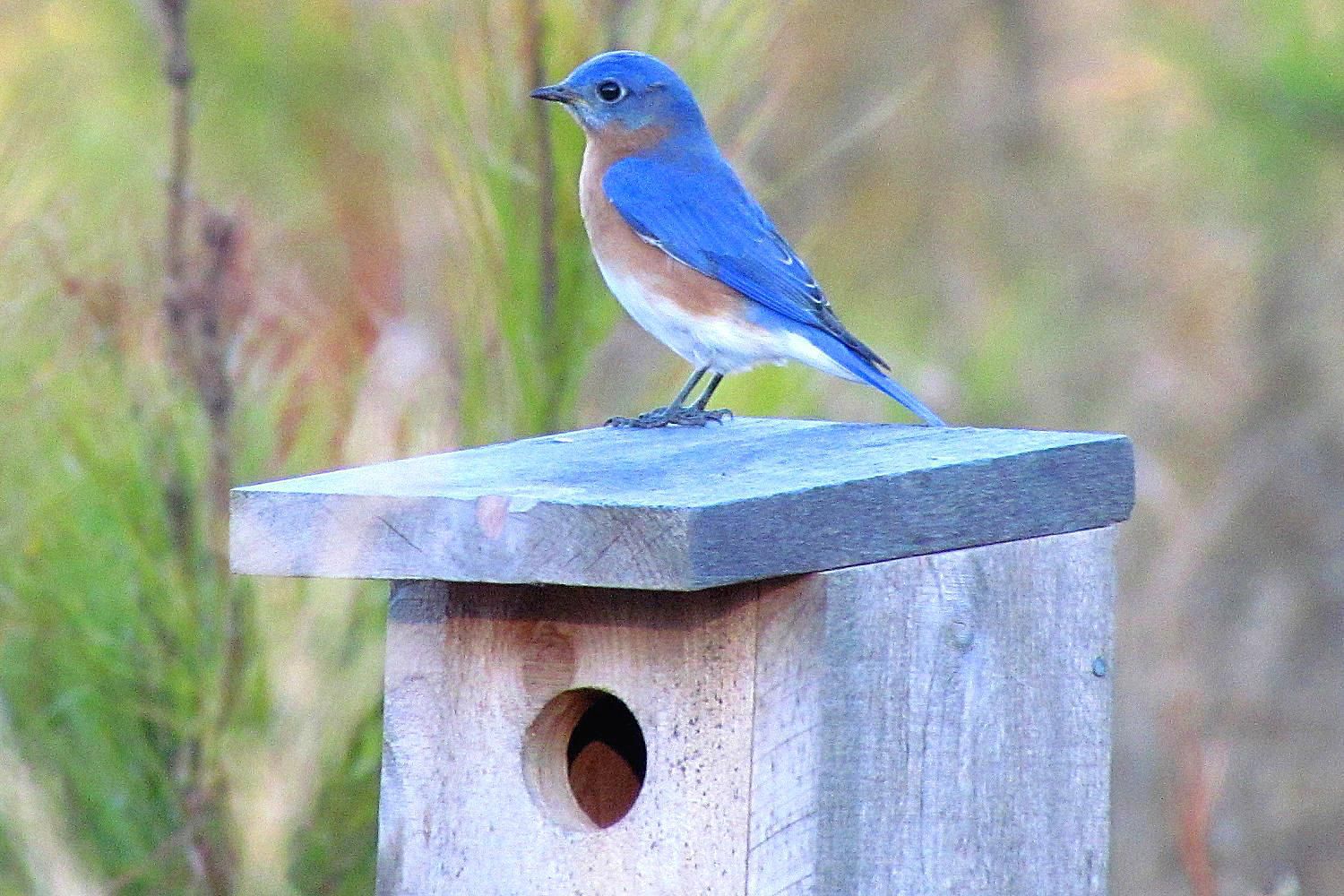 Bluebird Houses - Attract Nesting Bluebirds