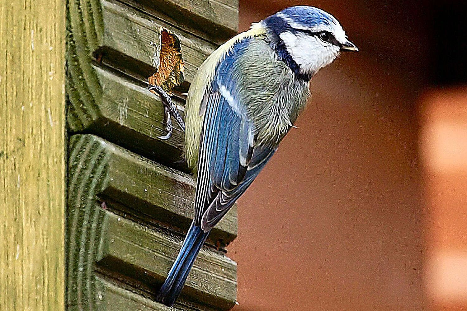 finches-and-other-birds-that-use-bird-houses