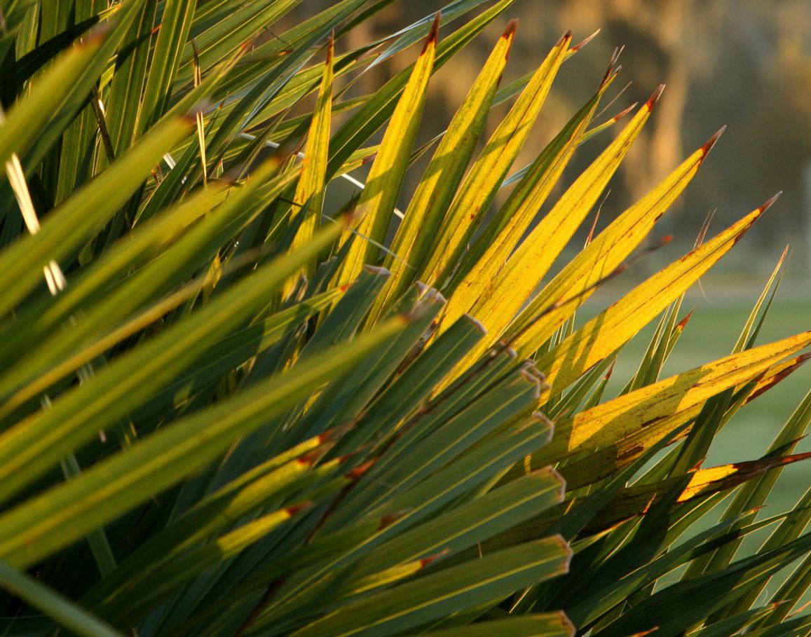 saw-palmetto-benefits-uses-tips-and-more